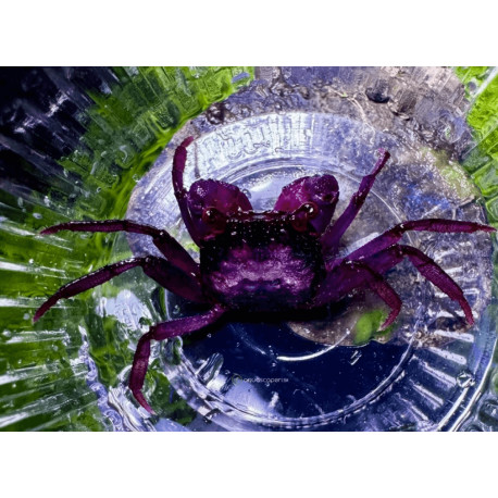 Caranguejo Vampiro Pitaya - Geosesarma sp.