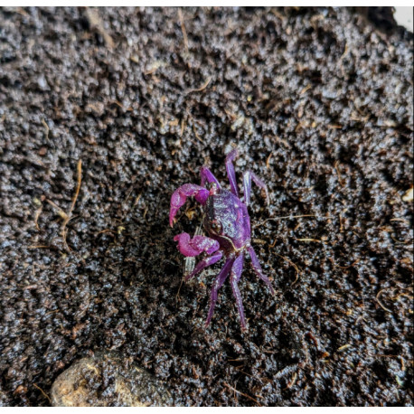 Caranguejo Vampiro Pitaya - Geosesarma sp.