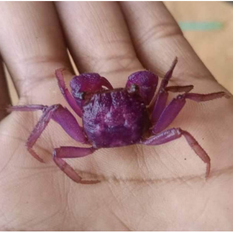 Caranguejo Vampiro Pitaya - Geosesarma sp.