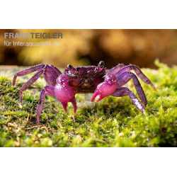 Caranguejo Vampiro Pitaya - Geosesarma sp.