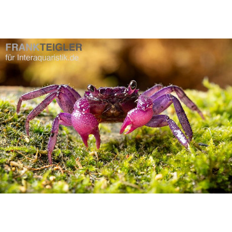 Caranguejo Vampiro Pitaya - Geosesarma sp.