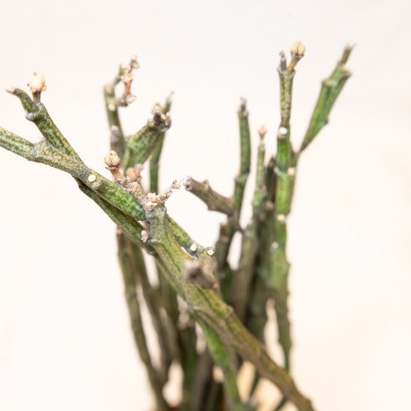 Euphorbia platyclada erecta