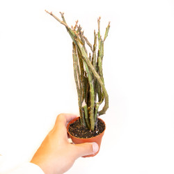 Euphorbia platyclada erecta