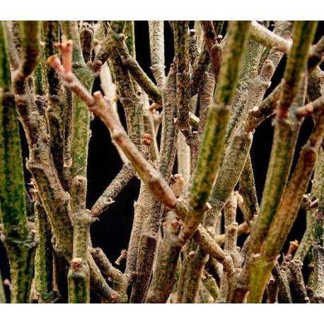 Euphorbia platyclada erecta