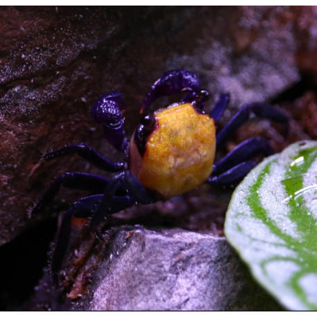 Caranguejo Vampire Banana (Geosesarma sp. - var. Vampire Banana)