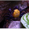 Caranguejo Vampire Banana (Geosesarma sp. - var. Vampire Banana)
