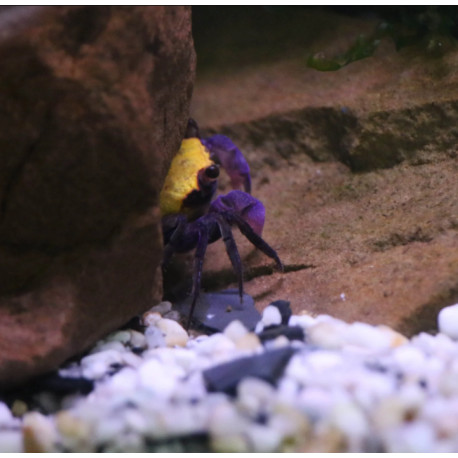 Caranguejo Vampire Banana (Geosesarma sp. - var. Vampire Banana)