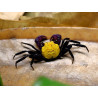 Caranguejo Vampire Banana (Geosesarma sp. - var. Vampire Banana)