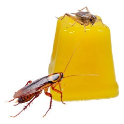 Pack Gelatinas de Sabores | Mixed Jelly Pots - Komodo