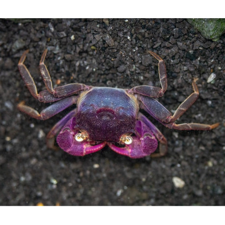 Caranguejo Vampiro Bogorensis - Geosesarma noduliferum