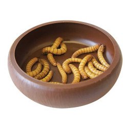 Comedouro Anti-fuga de Larvas - Komodo