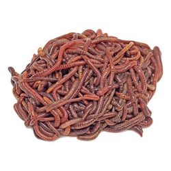 Minhoca da Terra - Minhoca californiana - Eisenia fetida