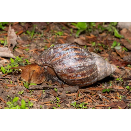 Caracol Gigante Loiro - Lissachatina immaculata