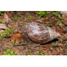 Caracol Gigante Loiro - Lissachatina immaculata