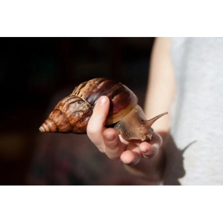 Caracol Gigante Loiro - Lissachatina immaculata