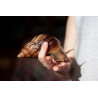 Caracol Gigante Loiro - Lissachatina immaculata
