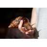 Caracol Gigante Loiro - Lissachatina immaculata