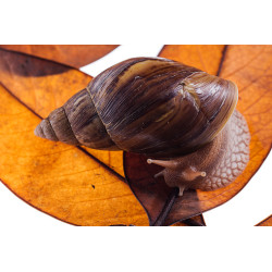 Caracol Gigante Loiro - Lissachatina immaculata