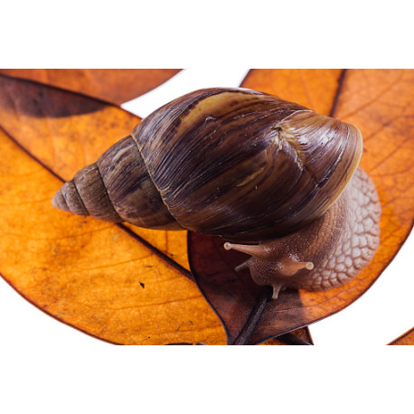 Caracol Gigante Loiro - Lissachatina immaculata