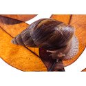Caracol Gigante Loiro - Lissachatina immaculata