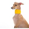 Collar Glamour Coleira De Couro p/ Galgos L20mm C34-40cm