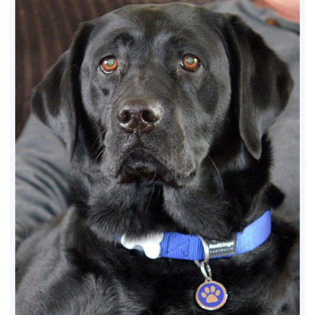 Medalha c/ Olho Gordo - Red Dingo