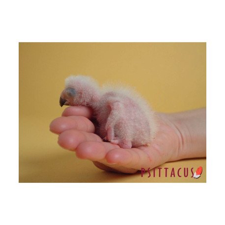Papa Neonatal - PSITTACUS