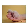 Papa Neonatal - PSITTACUS
